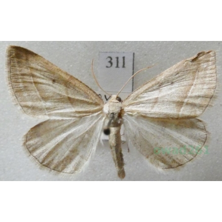 Petrophora chlorosata (Scopoli, 1763) Skalniak orliczak Czech31l